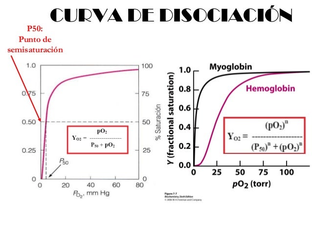 Curva De Disociacion De La Hemoglobina Download